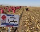 وایتی تصویری به بهانه پاسداشت   ۲۹ مـــــــه; ۸ خـــــــردادماه ؛ روز جهـــــــــــــانی سیب زمینی ازپایگاه نوآوری جمال احمدی از کشاورزان پیشرو ونوآور تولیدکننده و تکثیر بذر سیب زمینی از شرکت hzpc هلند درسلطانیه