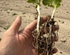 وایتی تصویری به بهانه پاسداشت   ۲۹ مـــــــه; ۸ خـــــــردادماه ؛ روز جهـــــــــــــانی سیب زمینی ازپایگاه نوآوری جمال احمدی از کشاورزان پیشرو ونوآور تولیدکننده و تکثیر بذر سیب زمینی از شرکت hzpc هلند درسلطانیه
