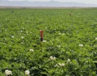 وایتی تصویری به بهانه پاسداشت   ۲۹ مـــــــه; ۸ خـــــــردادماه ؛ روز جهـــــــــــــانی سیب زمینی ازپایگاه نوآوری جمال احمدی از کشاورزان پیشرو ونوآور تولیدکننده و تکثیر بذر سیب زمینی از شرکت hzpc هلند درسلطانیه