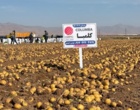 وایتی تصویری به بهانه پاسداشت   ۲۹ مـــــــه; ۸ خـــــــردادماه ؛ روز جهـــــــــــــانی سیب زمینی ازپایگاه نوآوری جمال احمدی از کشاورزان پیشرو ونوآور تولیدکننده و تکثیر بذر سیب زمینی از شرکت hzpc هلند درسلطانیه