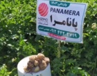 وایتی تصویری به بهانه پاسداشت   ۲۹ مـــــــه; ۸ خـــــــردادماه ؛ روز جهـــــــــــــانی سیب زمینی ازپایگاه نوآوری جمال احمدی از کشاورزان پیشرو ونوآور تولیدکننده و تکثیر بذر سیب زمینی از شرکت hzpc هلند درسلطانیه