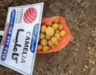 پاسداشت روز جهانی سیب زمینی درفائو؛ جایی که سیب‌زمینی رشد می‌کند، معیشت شکوفا می‌شود