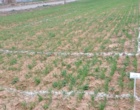 کارایی انواع سمپاش ها بر مهارگیاه مهاجم خردل برگ ‌مومی مزارع گندم دیم شهرستان های استان زنجان