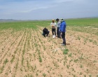 کارایی انواع سمپاش ها بر مهارگیاه مهاجم خردل برگ ‌مومی مزارع گندم دیم شهرستان های استان زنجان