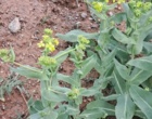کارایی انواع سمپاش ها بر مهارگیاه مهاجم خردل برگ ‌مومی مزارع گندم دیم شهرستان های استان زنجان