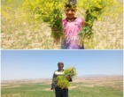 کارایی انواع سمپاش ها بر مهارگیاه مهاجم خردل برگ ‌مومی مزارع گندم دیم شهرستان های استان زنجان
