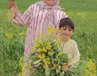 کارایی انواع سمپاش ها بر مهارگیاه مهاجم خردل برگ ‌مومی مزارع گندم دیم شهرستان های استان زنجان