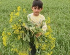 کارایی انواع سمپاش ها بر مهارگیاه مهاجم خردل برگ ‌مومی مزارع گندم دیم شهرستان های استان زنجان