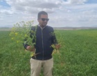 کارایی انواع سمپاش ها بر مهارگیاه مهاجم خردل برگ ‌مومی مزارع گندم دیم شهرستان های استان زنجان