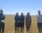 ارزیابی تخصصی گندمزارهای دیم و آبی شهرستان ابهر از عوامل خسارتزای زنده و غیرزنده