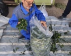 آغازاجرای طرح پایلوت تولید خوراک دام ازپسماند گوجه فرنگی/ عملیات سیلو سازی درایستگاه تحقیقات خیرآباد
