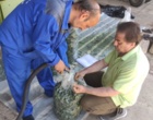 آغازاجرای طرح پایلوت تولید خوراک دام ازپسماند گوجه فرنگی/ عملیات سیلو سازی درایستگاه تحقیقات خیرآباد