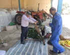 آغازاجرای طرح پایلوت تولید خوراک دام ازپسماند گوجه فرنگی/ عملیات سیلو سازی درایستگاه تحقیقات خیرآباد