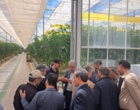 آغازاجرای طرح پایلوت تولید خوراک دام ازپسماند گوجه فرنگی/ عملیات سیلو سازی درایستگاه تحقیقات خیرآباد