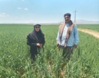 نظارت گروهی میدانی بیش از ۱۵۶۷۳ هکتارازسطح مزارع تولید بذرگندم وجو دیم وآبی استان/ با راهبری واحد تحقیقات ثبت وگواهی بذر و نهال مرکز زنجان
