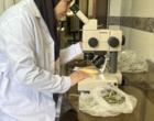بازدید تخصصی بخش گیاهپزشکی مرکز تحقیقات کشاورزی زنجان/ ظرفیت های پژوهشی و زیرساختی آزمایشگاهی بررسی شد