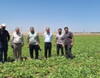 بررسی راهکارهای ارتقای کیفیت بذر و ظرفیت‌های تولید در سفر رئیس مؤسسه تحقیقات ثبت و گواهی بذر و نهال به زنجان
