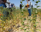 برگزاری روز مزرعه گلرنگ در روستای مجینه از توابع بوغداکندی شهرستان زنجان با حضور معاون پژوهش و فناوری مرکز تحقیقات