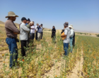 برگزاری روز مزرعه گلرنگ در روستای مجینه از توابع بوغداکندی شهرستان زنجان با حضور معاون پژوهش و فناوری مرکز تحقیقات