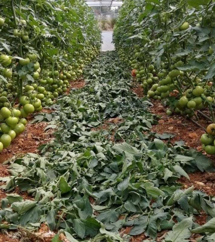 آغاز فاز دوم مطالعه استفاده از پسماند حاصل از هرس بوته‌های گوجه‌فرنگی در تغذیه دام