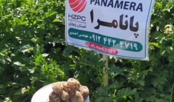 پاسداشت روز جهانی سیب زمینی درفائو؛ جایی که سیبزمینی رشد میکند، معیشت شکوفا میشود