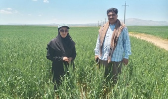نظارت گروهی میدانی بیش از ۱۵۶۷۳ هکتارازسطح مزارع تولید بذرگندم وجو دیم وآبی استان/ با راهبری کارشناسان  واحد تحقیقات ثبت وگواهی بذر و نهال مرکز زنجان