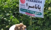 پاسداشت روز جهانی سیب زمینی درفائو؛ جایی که سیب‌زمینی رشد می‌کند، معیشت شکوفا می‌شود