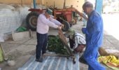 آغازاجرای طرح پایلوت تولید خوراک دام ازپسماند گوجه فرنگی/ عملیات سیلو سازی درایستگاه تحقیقات خیرآباد
