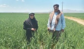 نظارت گروهی میدانی بیش از ۱۵۶۷۳ هکتارازسطح مزارع تولید بذرگندم وجو دیم وآبی استان/ با راهبری کارشناسان  واحد تحقیقات ثبت وگواهی بذر و نهال مرکز زنجان