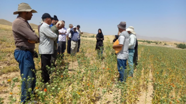 برگزاری روز مزرعه گلرنگ در روستای مجینه از توابع بوغداکندی شهرستان زنجان با حضور معاون پژوهش و فناوری مرکز تحقیقات