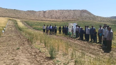برگزاری روز مزرعه در پایگاه نوآوری حلب ایجرود
