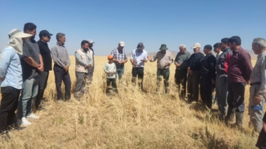 برگزاری روز مزرعه در اراضی روستای مروارید شهرستان زنجان