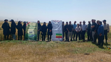 برگزاری روز مزرعه ارقام گندم آبی در اراضی روستای قلعه شهرستان سلطانیه