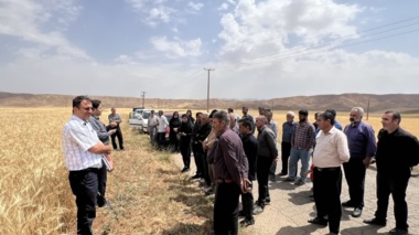 برگزاری روز مزرعه گندم
