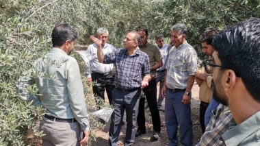 برگزاری روز مزرعه در ایستگاه طارم