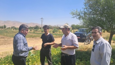 بازدید از مزارع لوبیا در شهرستان زنجان