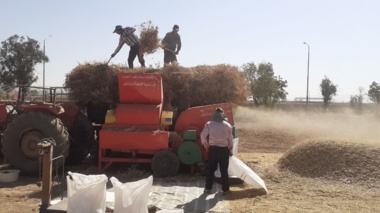 برداشت حبوبات آبی در ایستگاه خیرآباد