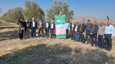برگزاری کارگاه ترویجی هرس درختان زیتون