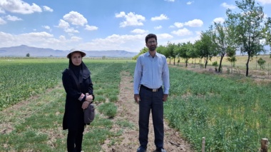 ارزیابی توده‌های بومی گاودانه برای شناسایی منابع ژنتیکی سازگار با شرایط دیم